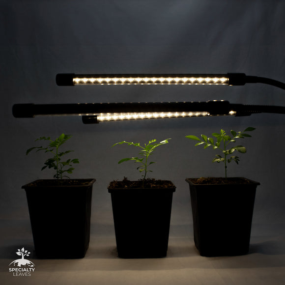 Luz LED de cultivo interna para 3 árvores com folhas de curry super felizes
