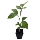 Ice Cream Bean Tree | Inga Edulis-1