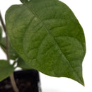 Ice Cream Bean Tree | Inga Edulis-3