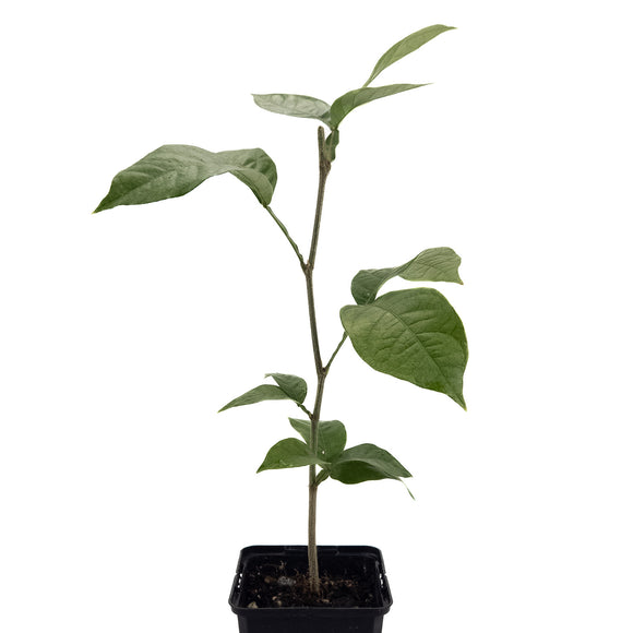 Ice Cream Bean Tree | Inga Edulis