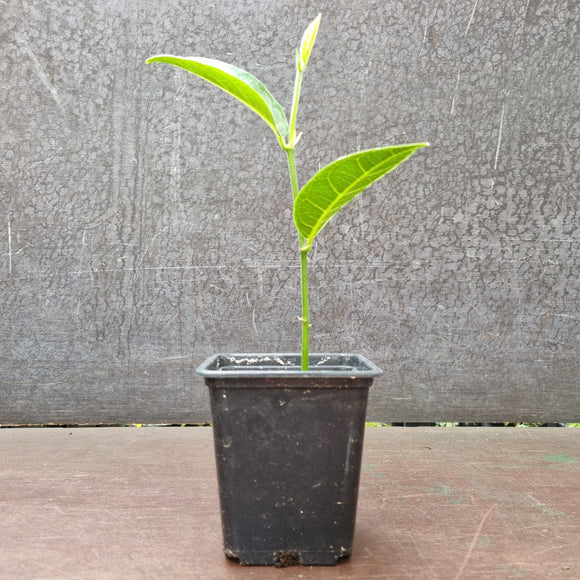 Jackfruit tree | Artocarpus heterophyllus