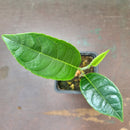 Jackfruit tree | Artocarpus heterophyllus-3