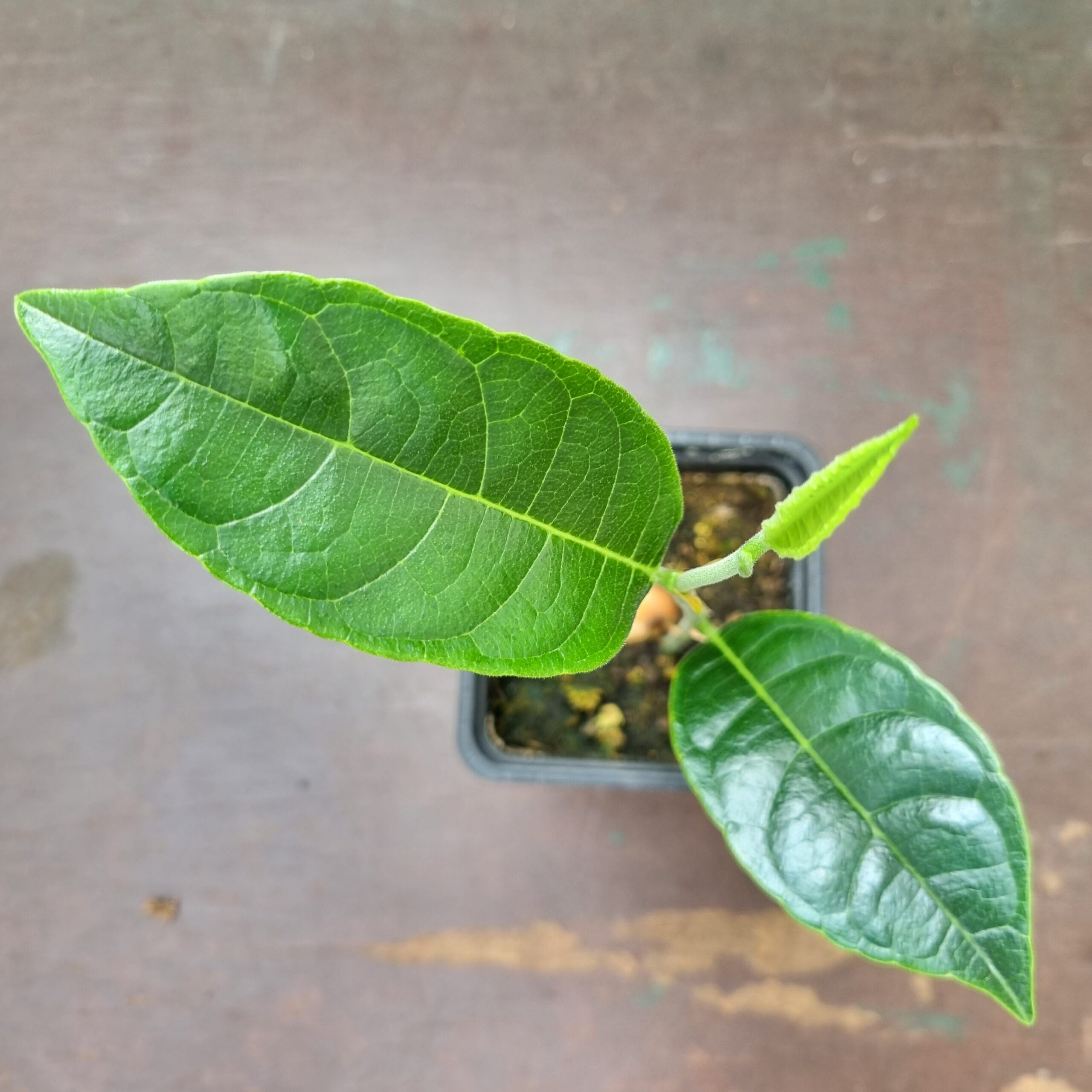 Jackfruit tree | Artocarpus heterophyllus