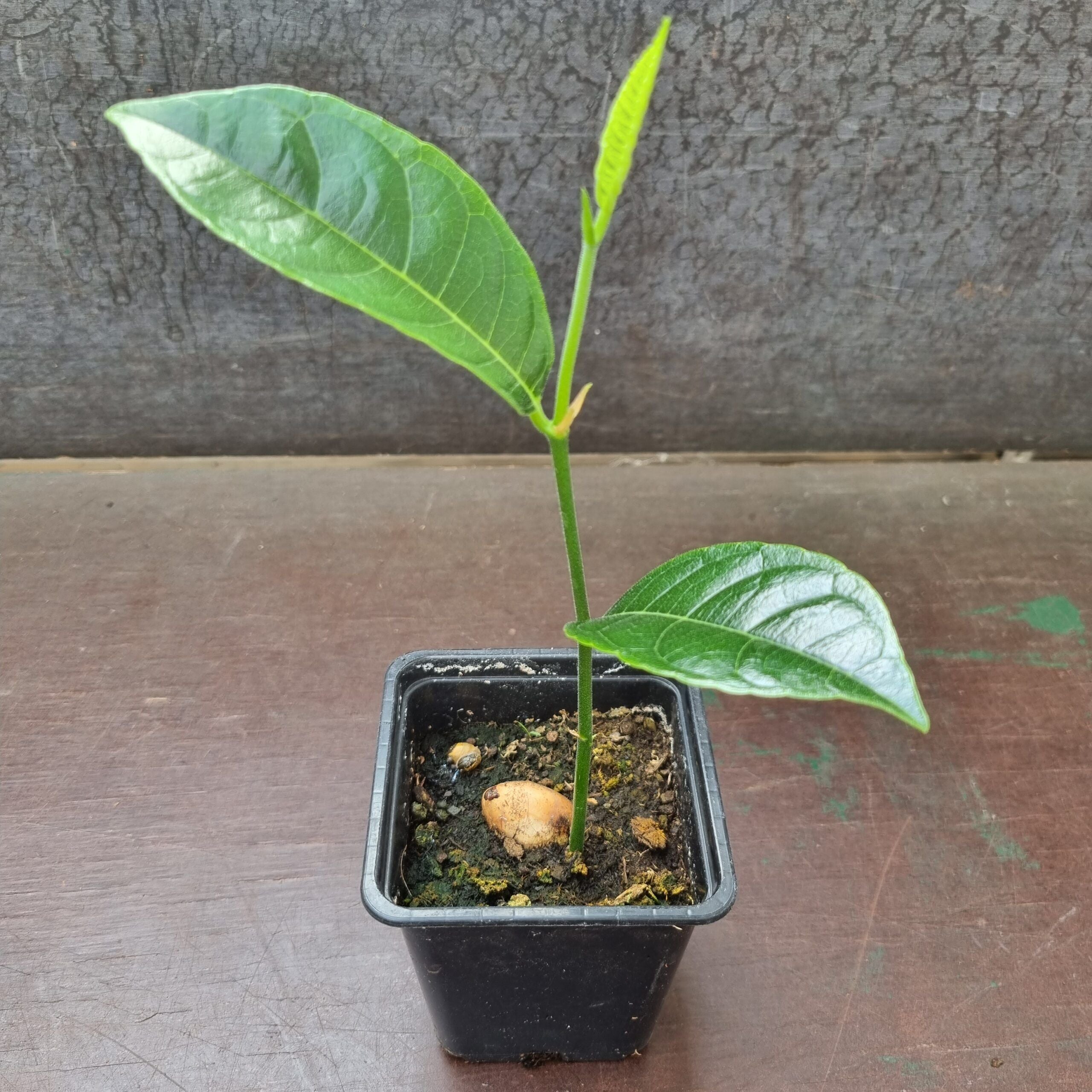 Jackfruit tree | Artocarpus heterophyllus