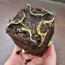 Jackfruit tree | Artocarpus heterophyllus-4