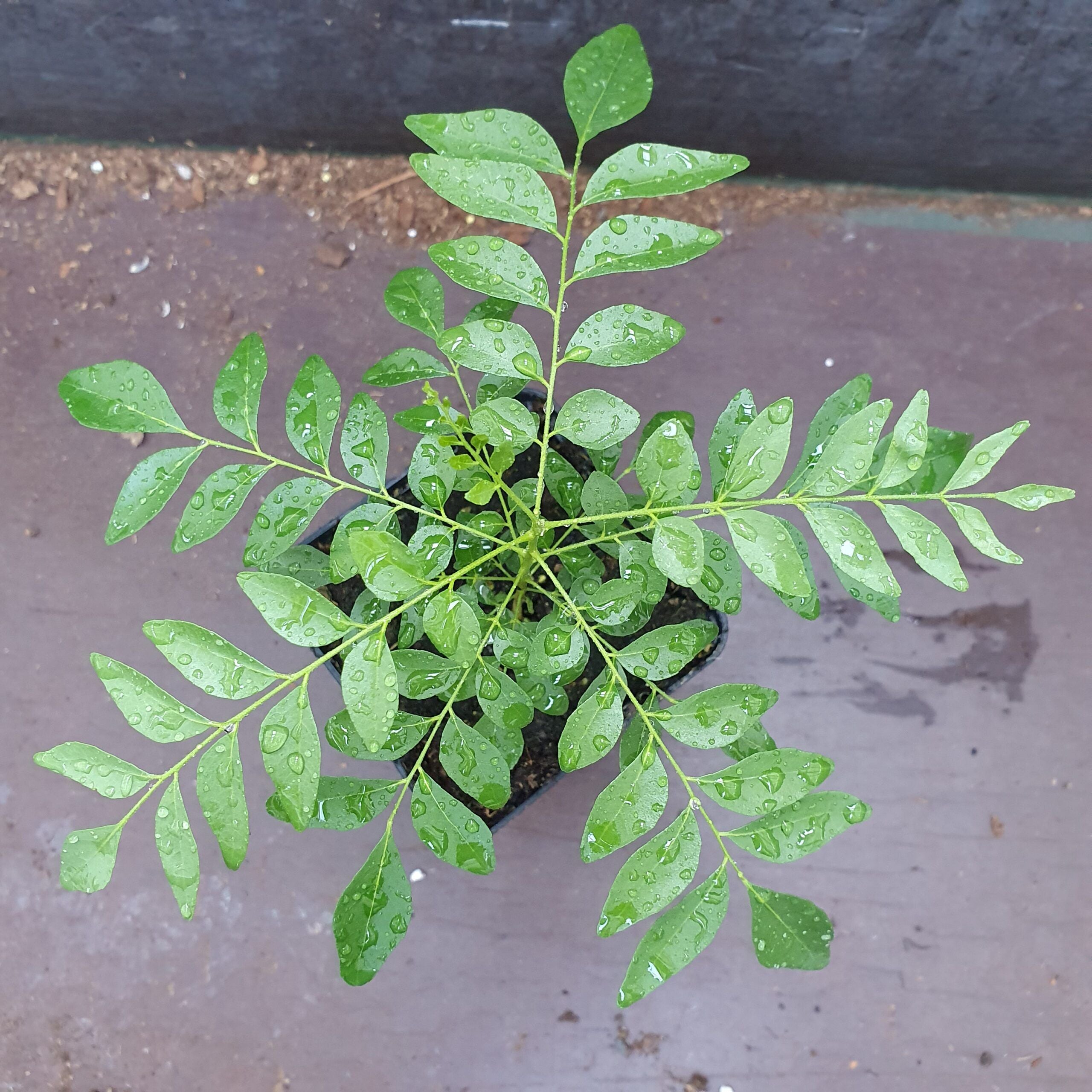 Curry Leaf Plant / Tree | Murraya Koenigii | Fresh Kadi Patta Leaves