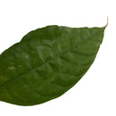 Cacao tree | Theobroma Cacao | Trinitario |-5