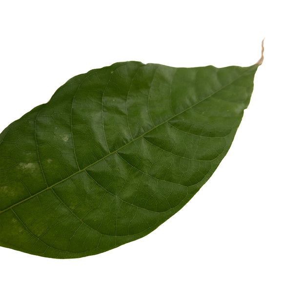 Cacao tree | Theobroma Cacao | Trinitario |