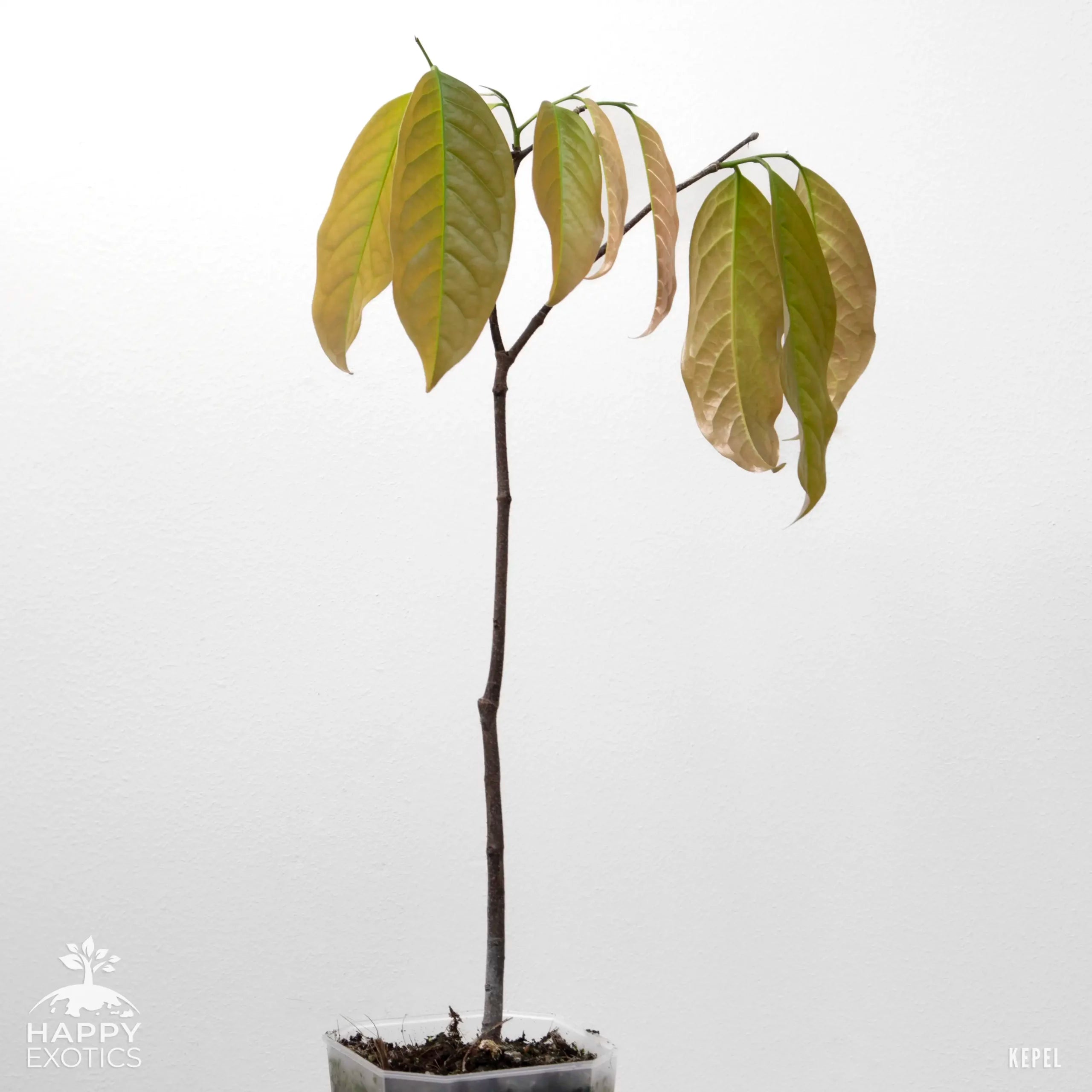 Kepel tree - Stelechocarpus burahol - rare, aromatic fruit tree ...