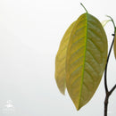 Kepel tree | Stelechocarpus burahol-2