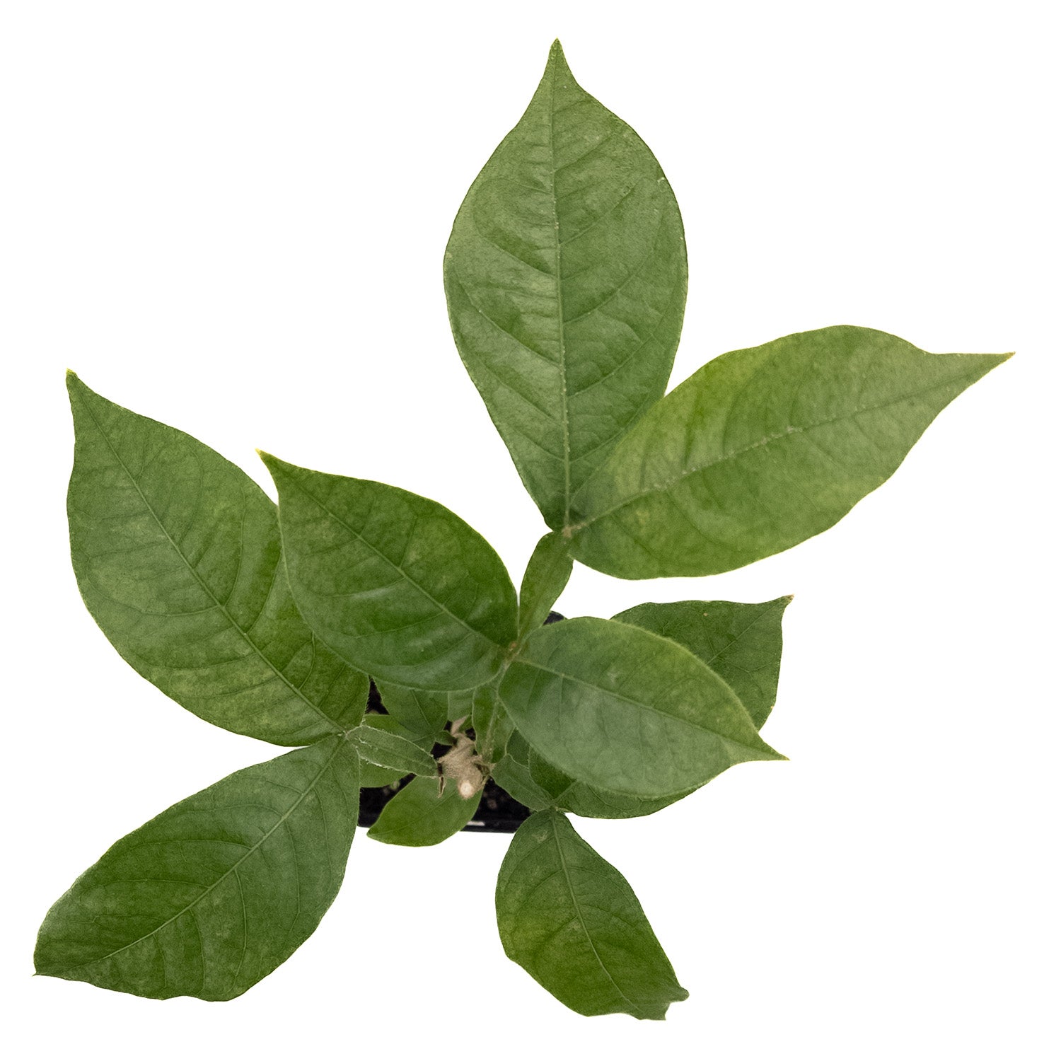 Nurture it yourself