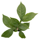 Ice Cream Bean Tree | Inga Edulis-2