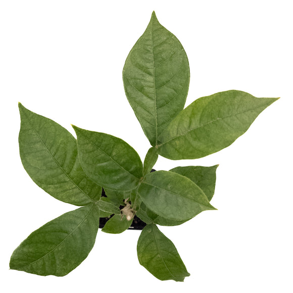 Ice Cream Bean Tree | Inga Edulis