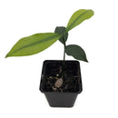 Luc's Garcinia Fruit Tree | Mexicana | 7 cm Pot | Rare in EU-1