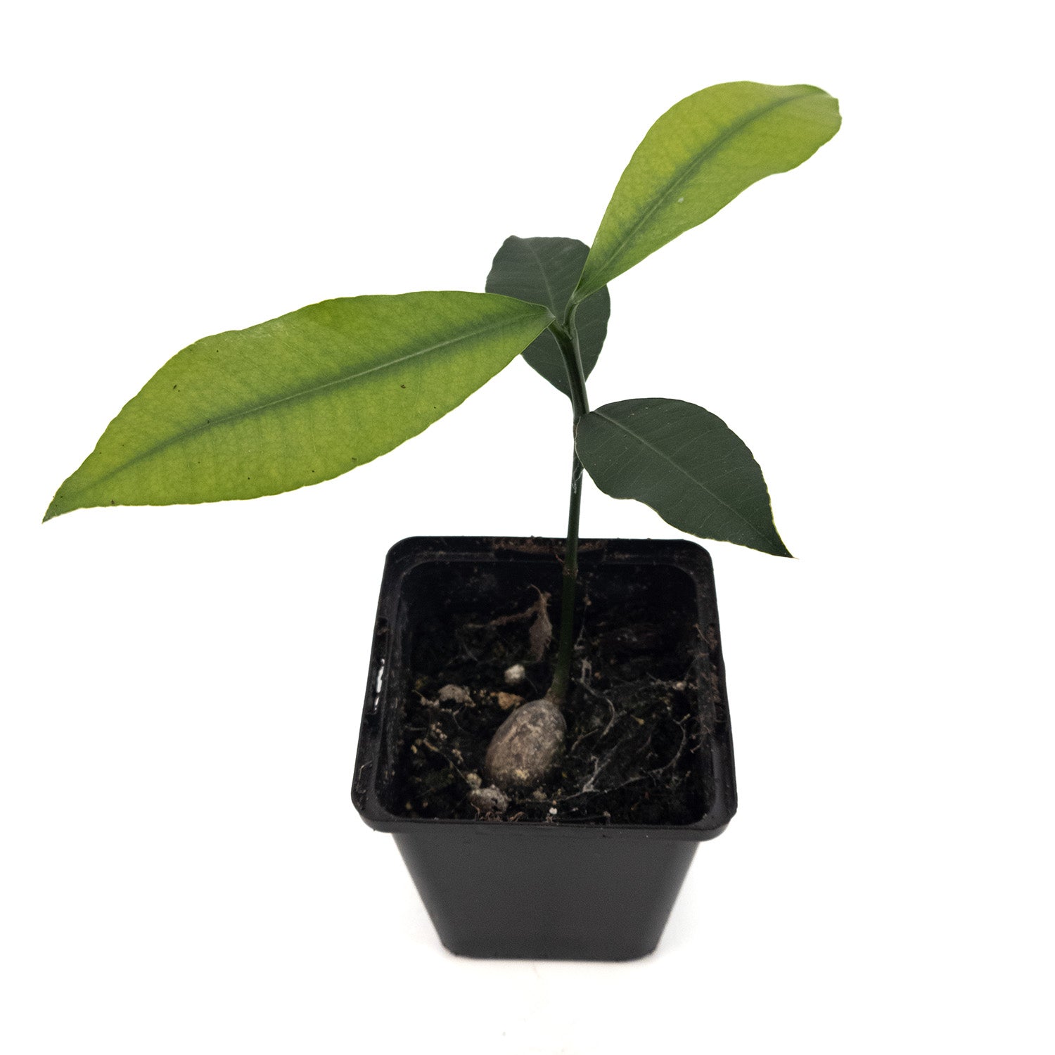 Luc's Garcinia Fruit Tree | Mexicana | 7 cm Pot | Rare in EU