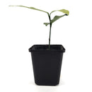 Luc's Garcinia Fruit Tree | Mexicana | 7 cm Pot | Rare in EU-4