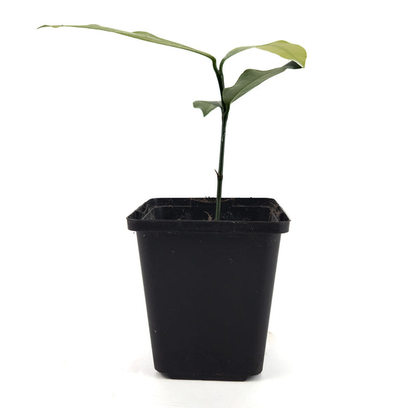 Luc's Garcinia Fruit Tree | Mexicana | 7 cm Pot | Rare in EU