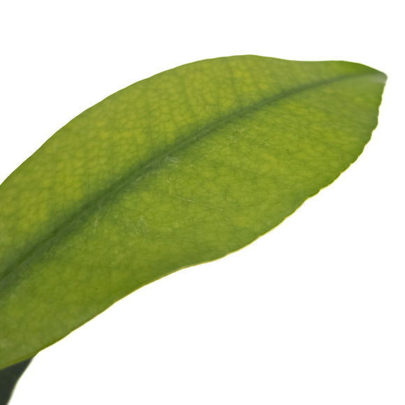 Luc's Garcinia Fruit Tree | Mexicana | 7 cm Pot | Rare in EU