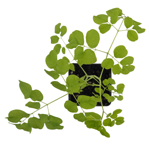 Moringa Tree | Moringa Oleifera | Rare EU Houseplant | Edible