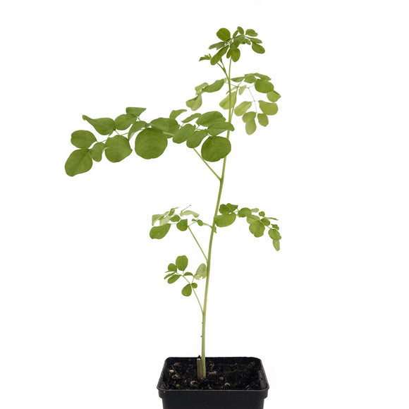 Moringa Tree | Moringa Oleifera | Rare EU Houseplant | Edible