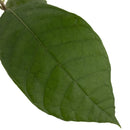 Cacao tree | Theobroma Cacao | Nacional-3