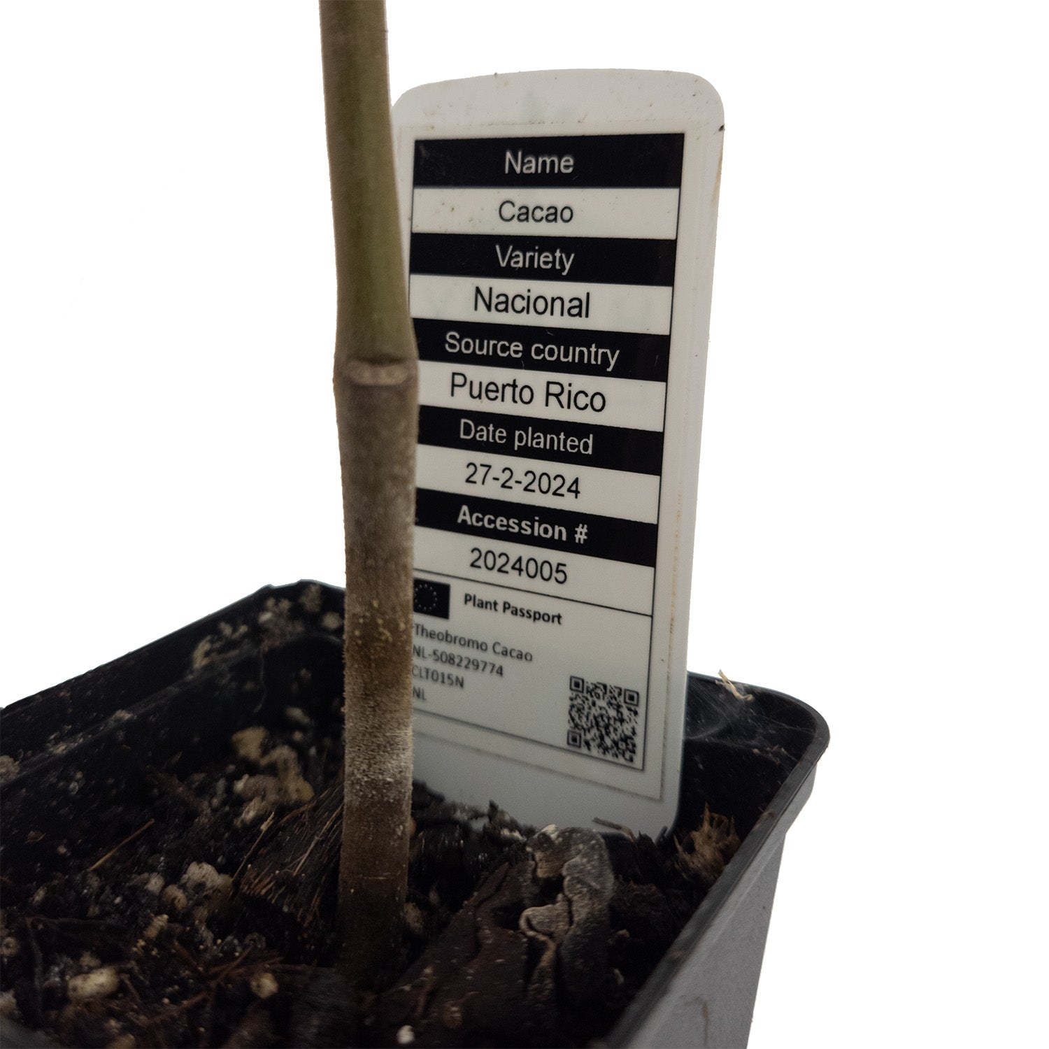 1 happy Cacao tree | Theobroma | Nacional | Rare in EU