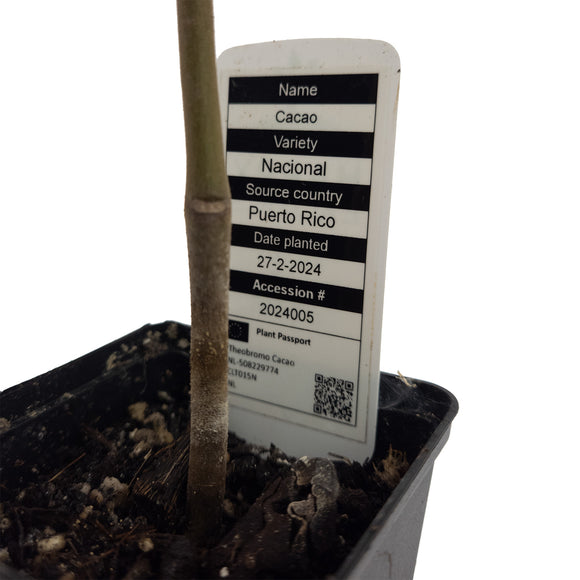 Cacao tree | Theobroma Cacao | Nacional