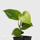 Black Pepper Plant | Piper Nigrum | Indian Spice Vine-1