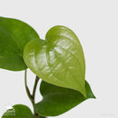 Black Pepper Plant | Piper Nigrum | Indian Spice Vine-2