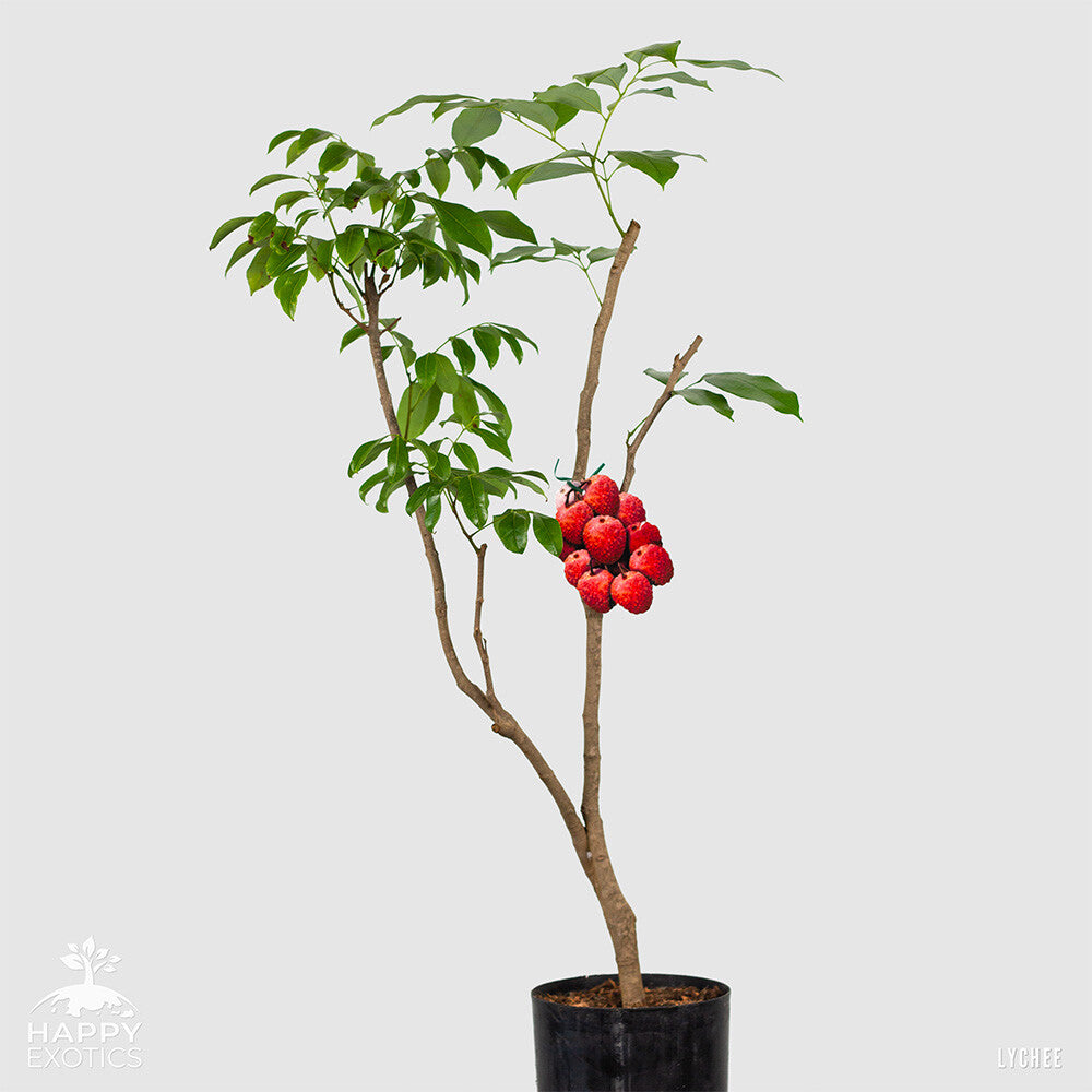 Lychee tree Kwai Mai Pink | Litchi chinensis