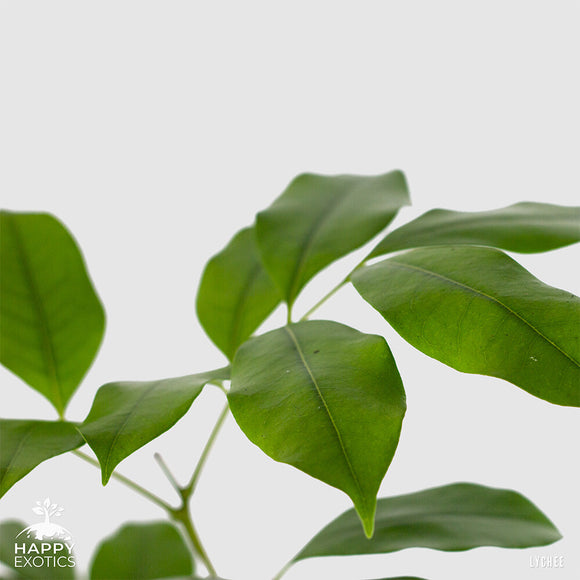 Lychee tree Kwai Mai Pink | Litchi chinensis