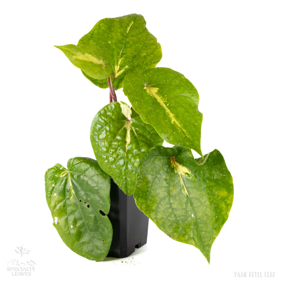 Paan Piper Betel leaf variegated tricolor