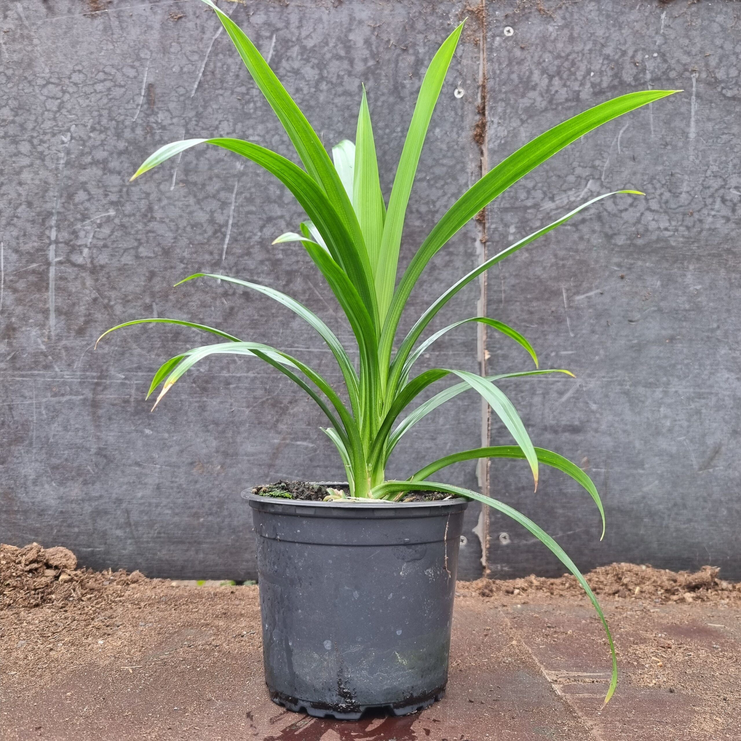 Pandan Plant | Pandanus Amaryllifolius | Rare Rampé Leaves