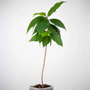Peanut Butter Fruit Tree | 12cm Pot | Rare | Subtropical Plant-1