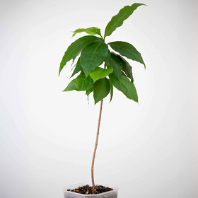 Peanut Butter Fruit Tree | 12cm Pot | Rare | Subtropical Plant