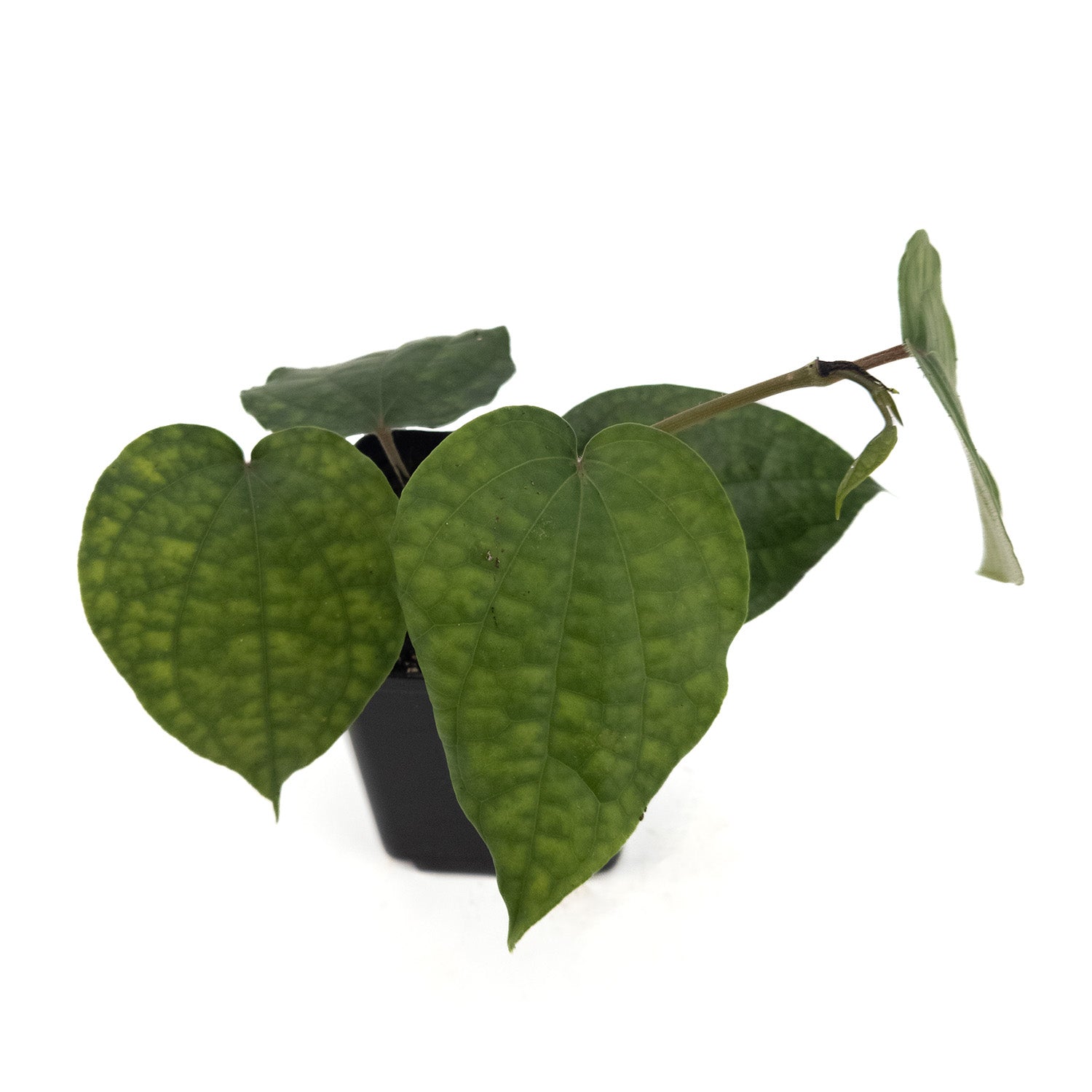 Paan Betel Leaf Plant | Piper Betle | 7cm Pot | Rare EU - 0