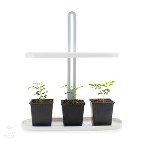 Luz LED de cultivo interna para 3 árvores com folhas de curry super felizes