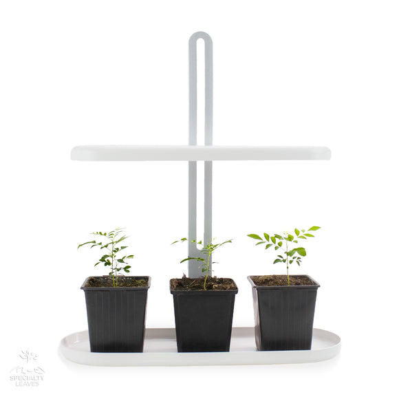 Luz LED de cultivo interna para 3 árvores com folhas de curry super felizes