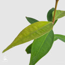 Rose apple tree | Syzygium jambos-2