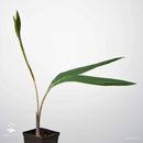 Snakefruit tree | Salacca zalacca-1