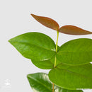 Surinam Cherry Pitanga tree | Eugenia Uniflora-2