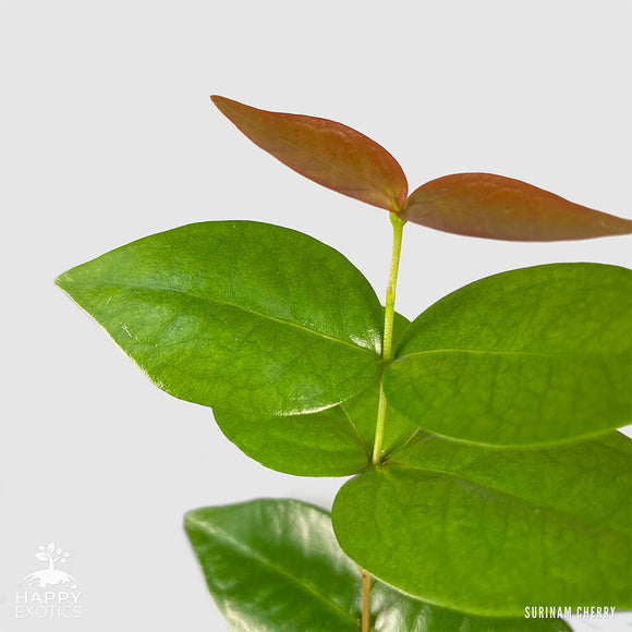 Surinam Cherry Pitanga tree | Eugenia Uniflora