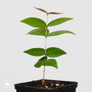 Surinam Cherry Pitanga tree | Eugenia Uniflora-1