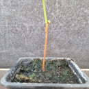 Tamarind tree | Tamarindus indica-5