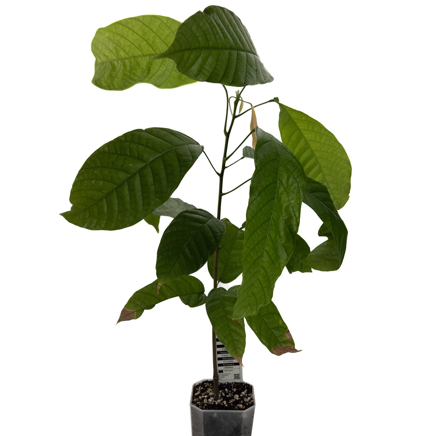 cocoa house plant Happy Cacao tree | Theobroma | Forastero | Rare | Houseplant