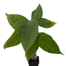 Cacao tree | Theobroma Cacao | Trinitario |-3