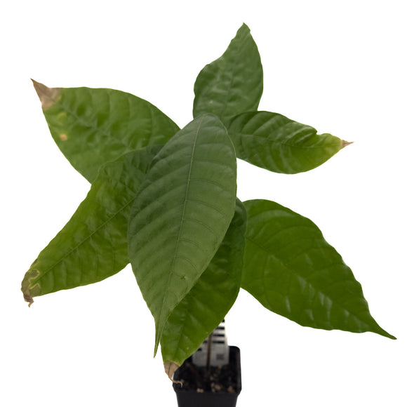 Cacao tree | Theobroma Cacao | Trinitario |