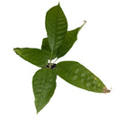 Cacao tree | Theobroma Cacao | Trinitario |-4