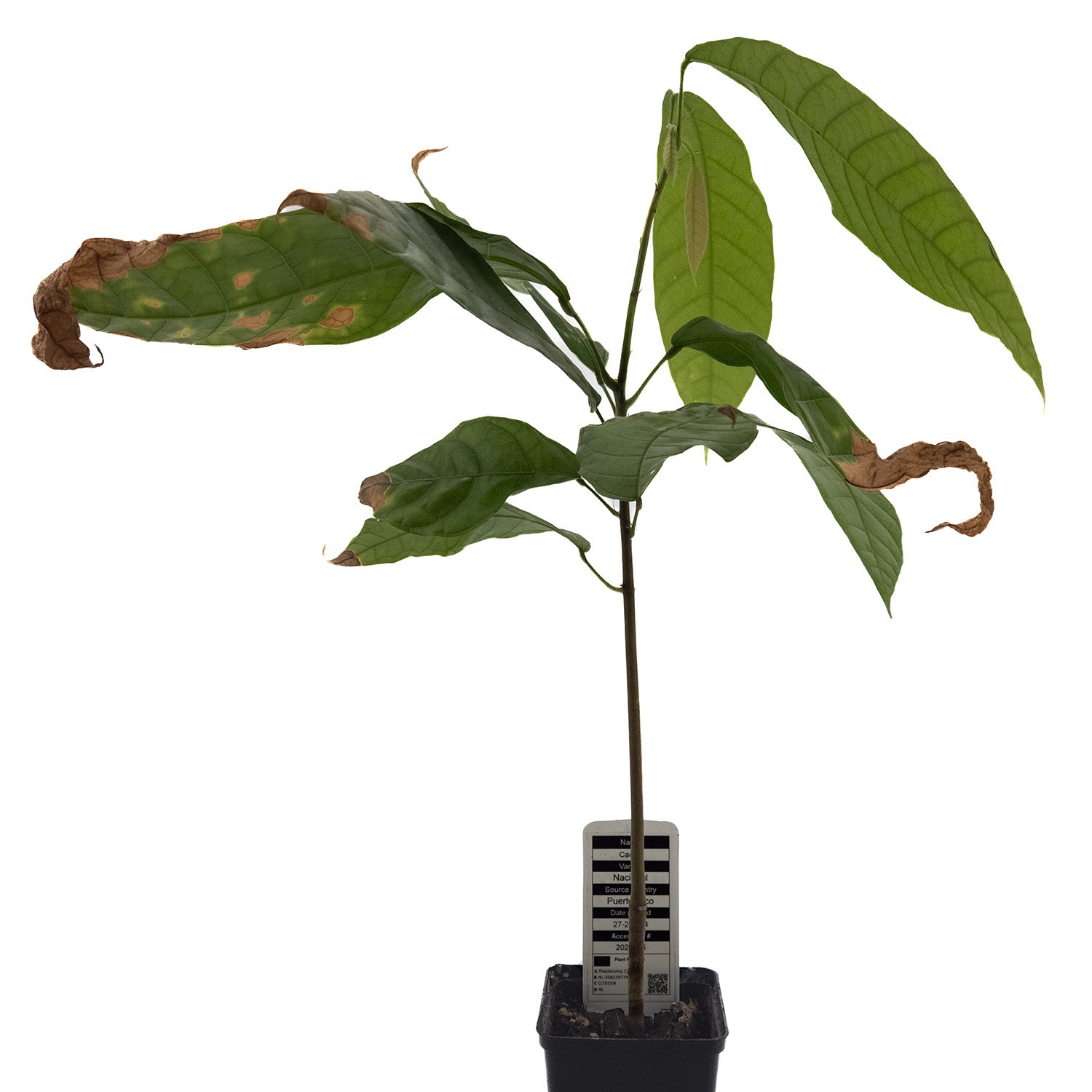 cocoa house plant 1 happy Cacao tree | Theobroma | Nacional | Rare in EU | Houseplant