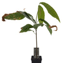 Cacao tree | Theobroma Cacao | Nacional-6